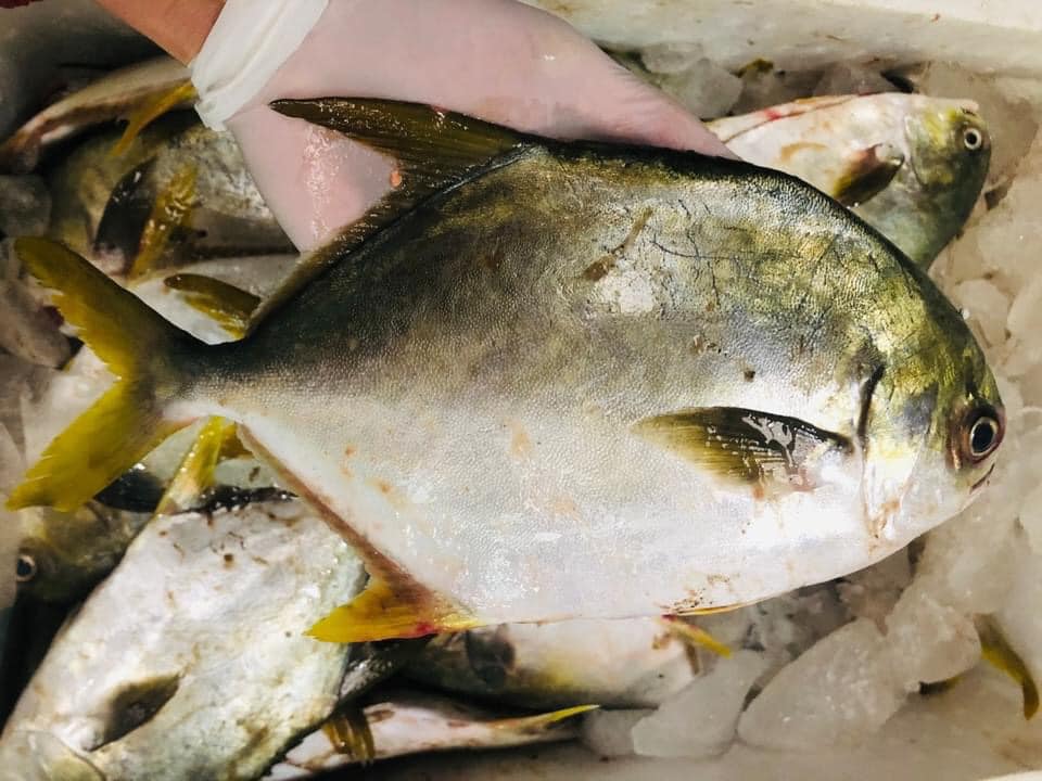 Một ngư dân ở Hà Tĩnh trúng đậm mẻ cá chim vàng trị giá hơn 600 triệu